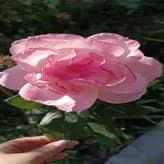 user_image