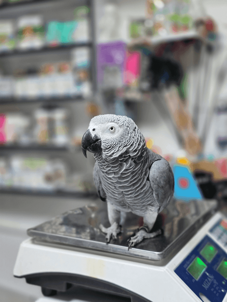 bannerImage