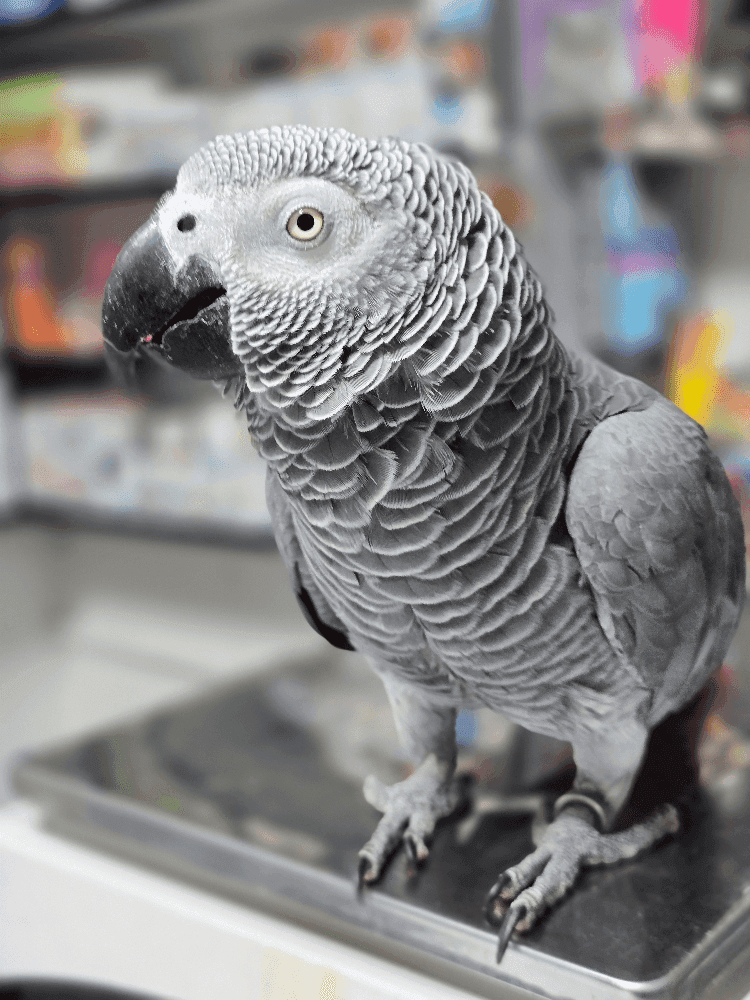 bannerImage