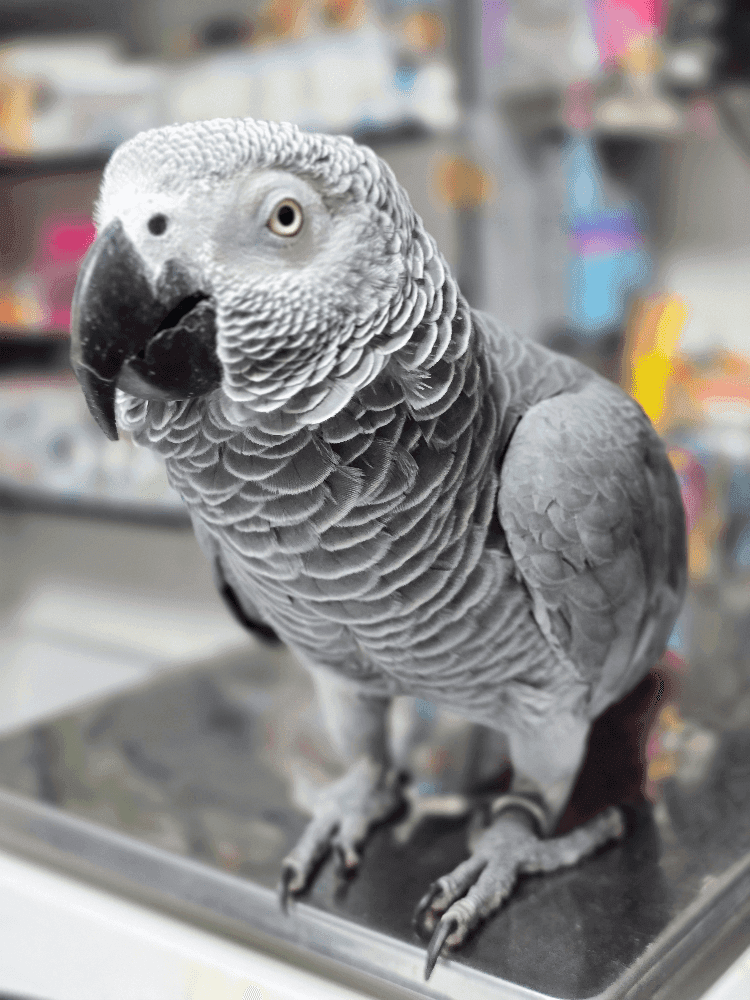 bannerImage