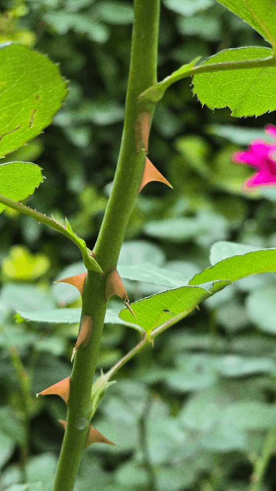 bannerImage